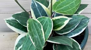 Image result for Anthonotha macrophylla