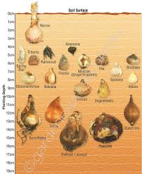 bulb identification planting depth guide garden express