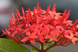 Globally, malaysia is ranked 14th in terms of species of vascular plants. Flowers Of Malaysia Gallery