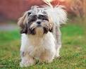 Shih Tzu Dog Breed Information and Pictures