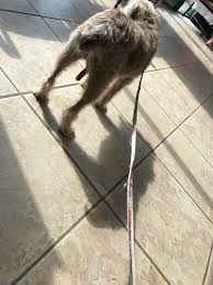 Your vet will examine your dog to find out what is causing the paraphimosis. Paraphimosis My Poor Dog Issues With Penis Retraction Vet Keeps Getting Back In And Stitching It Closed For Now Any Ideas Album On Imgur