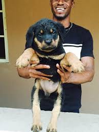 Find local rottweiler puppies for sale and dogs for adoption near you. Female Rottweiler Puppy Alaba International Market Lagos Nigeria Dogs Puppies Lagos Public Ads