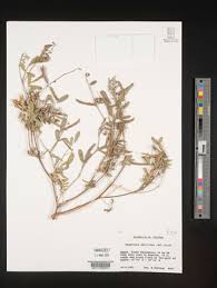 Image result for Tephrosia aequilata