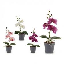 Truedays plastic plant pots, 14 cm of top diameter, 4 pcs flower pots, clear plastic pot for all orchid types, african violets, tropicals, and more 4.8 out of 5 stars 19 £11.99 £ 11. Plant Pot Grey 7 X 26 X 14 Cm