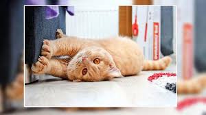 Mimpi bertemu kucing dapat menjadi pertanda banyak hal. 25 Arti Mimpi Digigit Hewan Pertanda Baik Dan Buruk Digigit Kucing Putih Tanda Dapat Berkah Tribun Manado