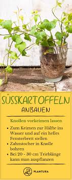 Susskartoffeln Anbauen Tipps Zum Pflanzen Im Garten Susskartoffeln Anbauen Wintergemuse Anbauen Gemuseanbau In Kubeln