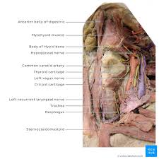 Check spelling or type a new query. Esophagus Anatomy Sphincters Arteries Veins Nerves Kenhub