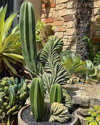 Here's a progression series of my crested pachycereus marginatus (crested  mexican fence post cactus) First pic is from today... Second is from May  30th when I first saw some new growth popping