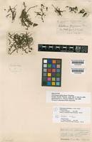 Image result for Tristicha