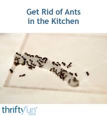 Not many, but i have killed about 6 of them today. Getting Rid Of Ants In The Kitchen Thriftyfun