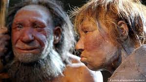 Das fundstück wurde von george busk erstmals im juli 1864 wissenschaftlich beschrieben. Frauen Mit Neandertaler Gen Sind Fruchtbarer Wissen Umwelt Dw 28 05 2020
