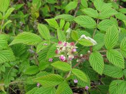 Image result for Rubus pinnatus