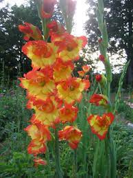 Glads Flowers Gladiolus Flowers Pictures Gladiolus Flowers History Gladiolus Flower Gladiolus Flower Pictures Flower Garden