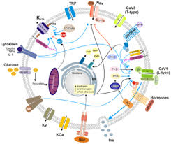 The risk of hypoglycemia is increased in elderly, debilitated and malnourished individuals. Modulation Of Ionic Channels And Insulin Secretion By Drugs And Hormones In Pancreatic Beta Cells Molecular Pharmacology