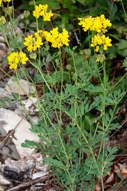 Image result for Adenodolichos rupestris