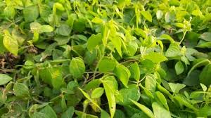 Image result for Macrotyloma