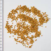 Fenugreek was used by the ancient egyptians and is mentioned in medical writings in their tombs. Fenugreek Wikipedia