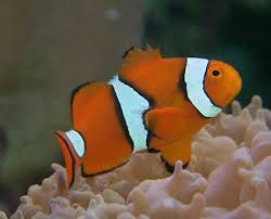 True Percula Clownfish Amphiprion Percula Orange Anemonefish
