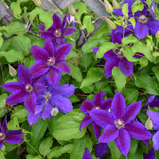 We did not find results for: Clematis Wildfire Perennial Resource