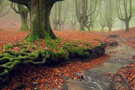 12 Of The Most Mysterious Forests In The World The Environmentor Landscaping Around Trees Mystical Forest Weird Trees