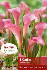 Image result for Zantedeschia rehmannii