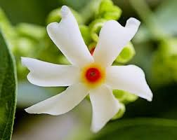 Check spelling or type a new query. Night Jasmine Seeds Etsy
