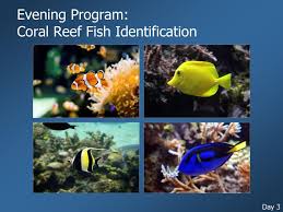 About Townsville Coral Reef Fish Identification Chart