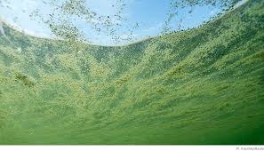 Östersjön, även kallad baltiska havet eller baltiska sjön, är ett cirka 413 000 kvadratkilometer stort och upp till 459 meter djupt innanhav med bräckt vatten, beläget i norra europa. Algblomning Havet Nu