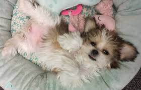 Coton de tulear's come with a limited apri registry. How To Care For Your New Mi Ki Puppy Royal T Mi Kis