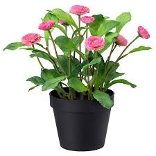 La bouvardia o buvardia è una pianta di origine messicana che produce fiori profumati nella stagione autunnale, da ottobre a dicembre. Fejka Pianta Artificiale Con Vaso Da Interno Esterno Margherita Comune Rosa 12 Cm Ikea Svizzera