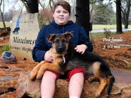 Thompsonville, taylorville, swansea, springfield, palatine, orland park, north riverside, north chicago, long grove. Illinois Purebred German Shepherd Dog Puppies For Sale From Reputable Breeder
