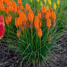 Image result for Kniphofia grantii