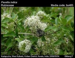 Image result for Pavetta sp. I