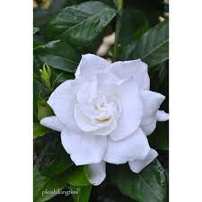 Maybe you would like to learn more about one of these? Tanaman Bunga Gardenia Shopee Indonesia