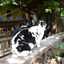 Check spelling or type a new query. Peternakan Kelinci Hias Dan Pedaging Di Tuban Peternak Kelinci Rex Di Tuban