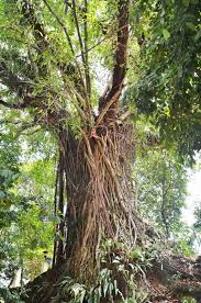 Ia merupakan tumbuhan semulajadi yang terdapat dinegara kita. 5 Spesis Pokok Ini Sering Jadi Tumpuan Makhluk Halus Kongsi Si Penggali Kubur Remaja
