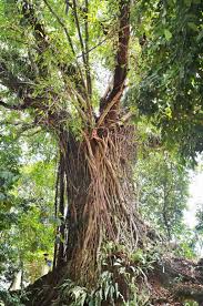 Gambar pokok kelapa hitam vektor ikon, hitam, pohon, pokok kelapa. 5 Spesis Pokok Ini Sering Jadi Tumpuan Makhluk Halus Kongsi Si Penggali Kubur Remaja