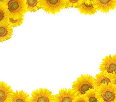 Sunflower Border Png Sunflower Border Png Transparent Free For Download On Webstockreview 2020