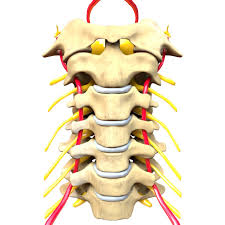 Anatomy of the vertebral column (spine), including vertebrae structure, joints, ligaments and neurovasculature. Cervical Vertebrae Definition Function Structure Biology Dictionary