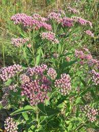 Image result for Pluchea ovalis