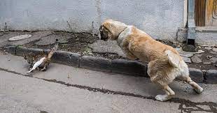 Despite what you might believe, behavior can be changed over time, even if the aggression has been apparent for months or even years. How To Stop Dog Aggression Towards Cats Zooawesome