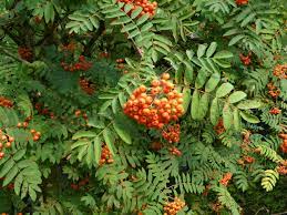 150+ black locust tree seeds, robinia pseudoacacia (yellow locust). May 2020 In The Neighbourhood Ubc Botanical Garden