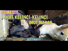 Lihat kumpulan gambar kelinci lucu dan imut di sini aja. Kelinci Hias Yuk Kasih Makan Kelinci Lucunya Youtube