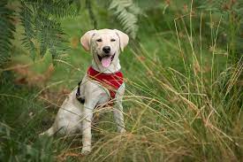 There is a 'silver dog' that looks like a lab, this cannot be. Champagne Lab The Labrador Forum
