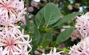 Image result for Dais cotinifolia