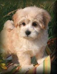 Maltipoo puppies are just that until the age of 1 year old. Maltipoo Puppies For Sale In Michigan Maltipoo Puppy Maltipoo Dog Puppies