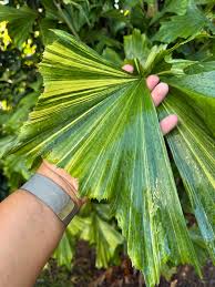 Image result for Caryota