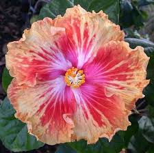 Get the latest in flower hibiscus plant. Pin On Gumamela