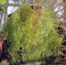 We did not find results for: Asparagus Fern Asparagus Densiflorus Wisconsin Horticulture