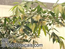 Image result for Syzygium jambos